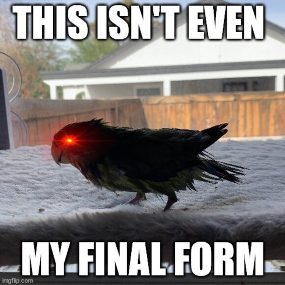 My Pets! (Allergy + Cleaning Info) - Picture 3 of 3